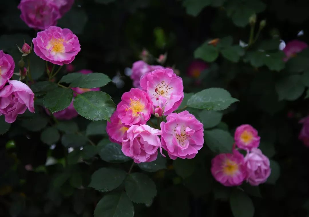 海大校花,海大双胞胎校花