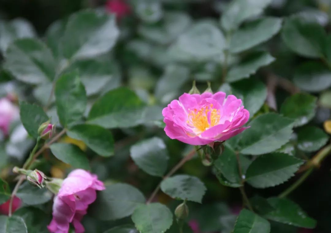 海大校花,海大双胞胎校花