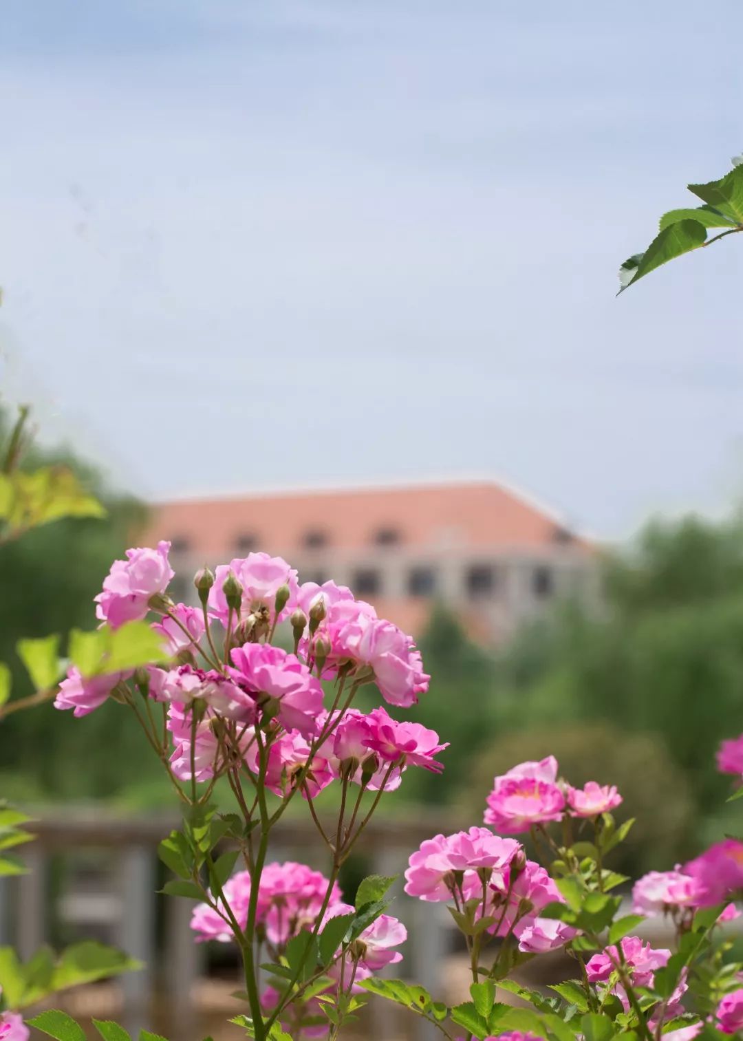 海大校花,海大双胞胎校花