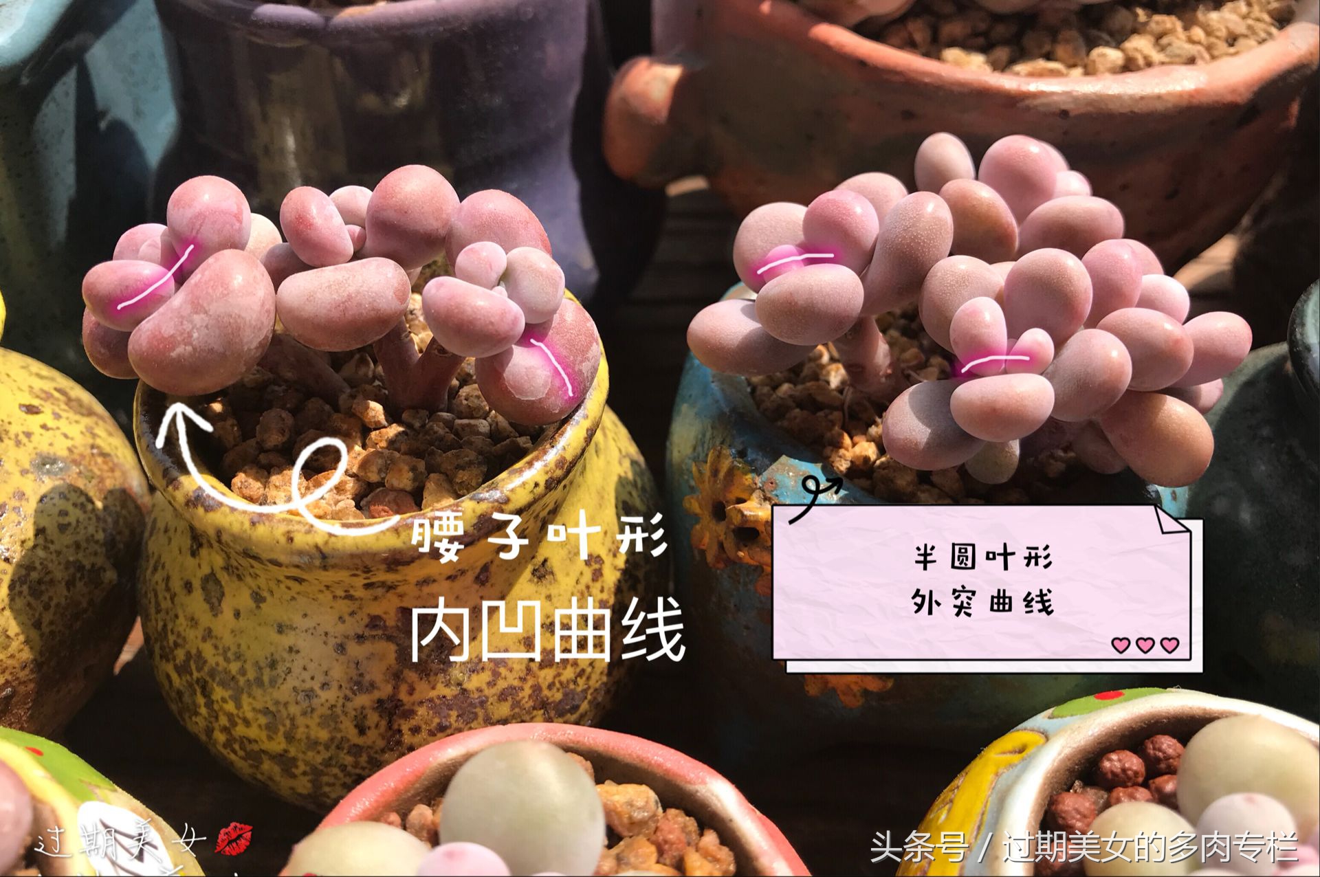 「桃蛋进化简史」5.21表白，我们都爱桃蛋蛋～