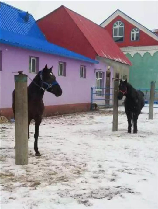 伊犁马黑风,黑风伊犁马