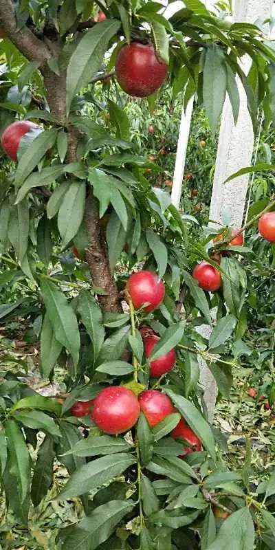 灞变笢閮煄娌规,鏂伴矞灞变笢娌规