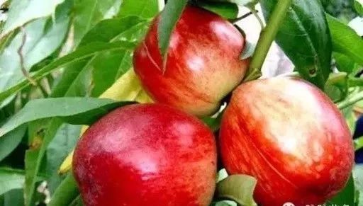 灞变笢閮煄娌规,鏂伴矞灞变笢娌规