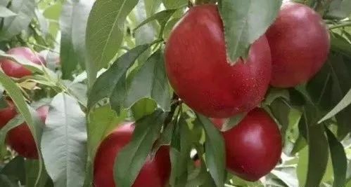 灞变笢閮煄娌规,鏂伴矞灞变笢娌规