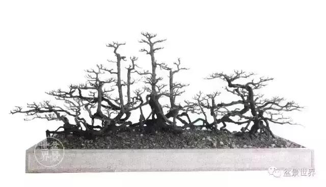 黑骨香盆景,黑骨香盆景造型视频大全