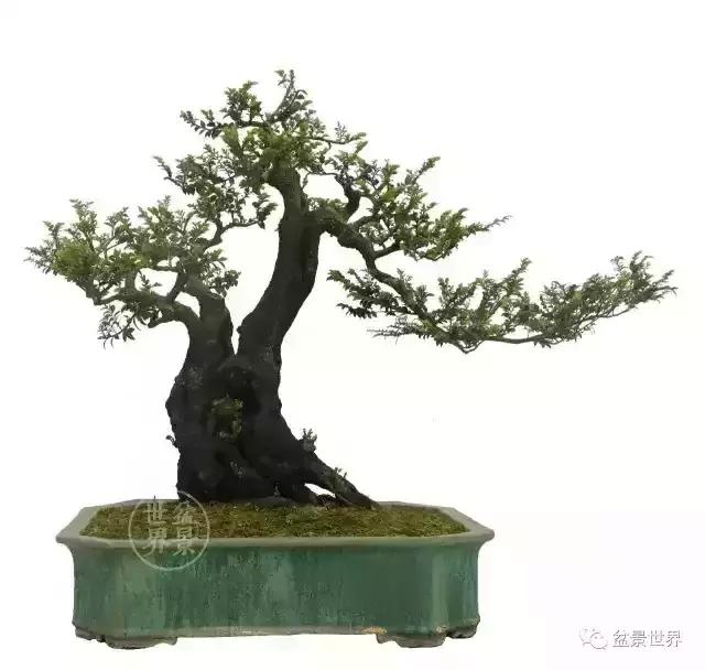 黑骨香盆景,黑骨香盆景造型视频大全