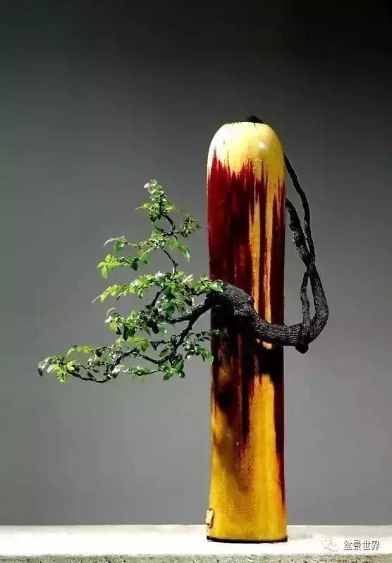 黑骨香盆景,黑骨香盆景造型视频大全