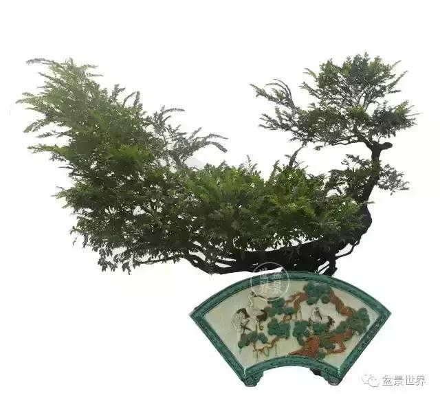 黑骨香盆景,黑骨香盆景造型视频大全