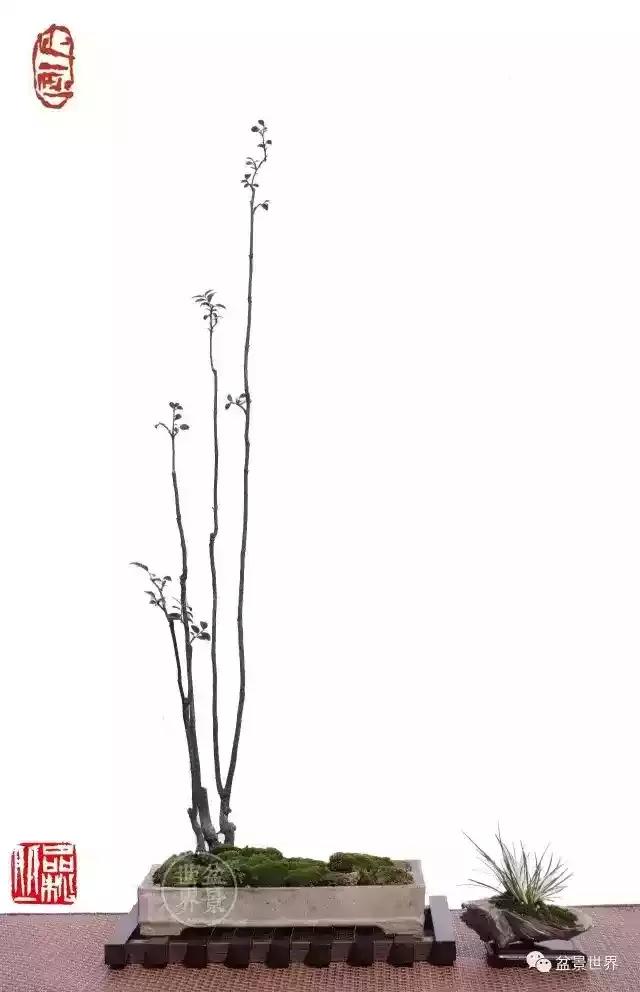 黑骨香盆景,黑骨香盆景造型视频大全