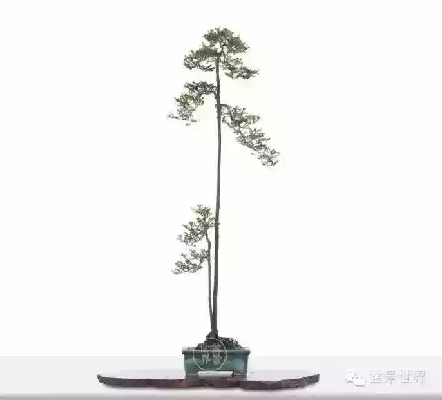 黑骨香盆景,黑骨香盆景造型视频大全