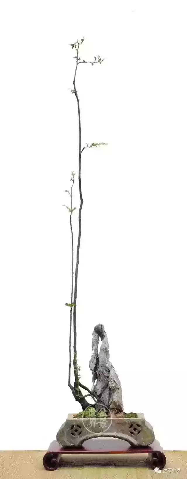 黑骨香盆景,黑骨香盆景造型视频大全