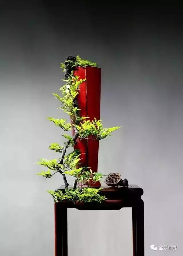 黑骨香盆景,黑骨香盆景造型视频大全