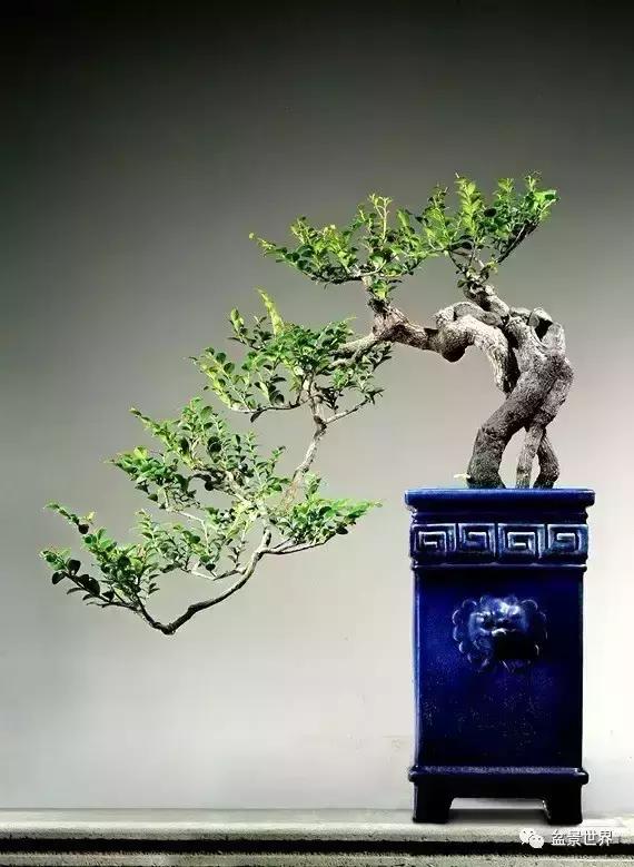 黑骨香盆景,黑骨香盆景造型视频大全