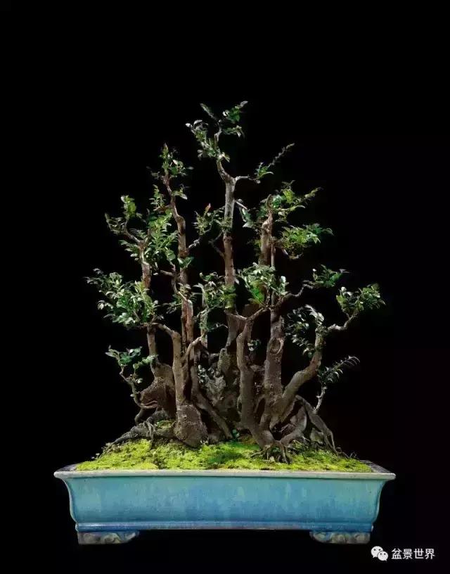 黑骨香盆景,黑骨香盆景造型视频大全