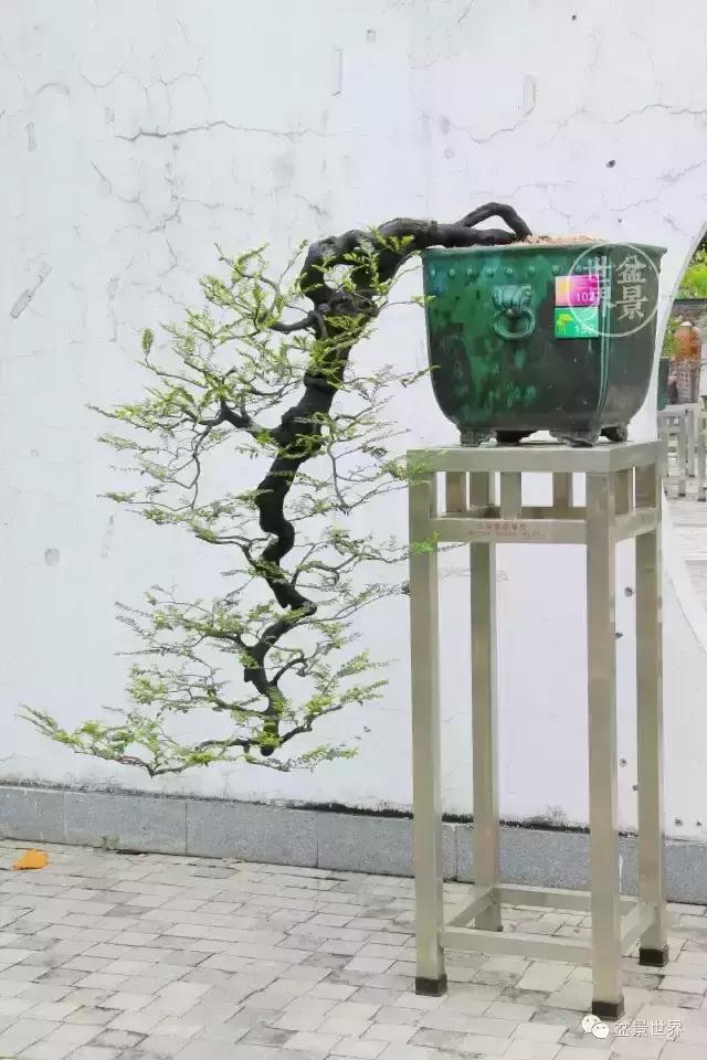 黑骨香盆景,黑骨香盆景造型视频大全