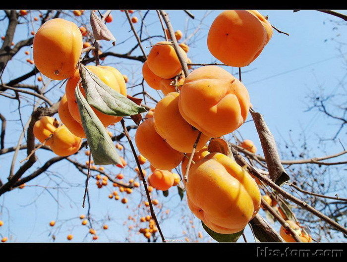 正宗台湾大金柿与阳丰脆柿,最好吃的柿子中华巨柿简介