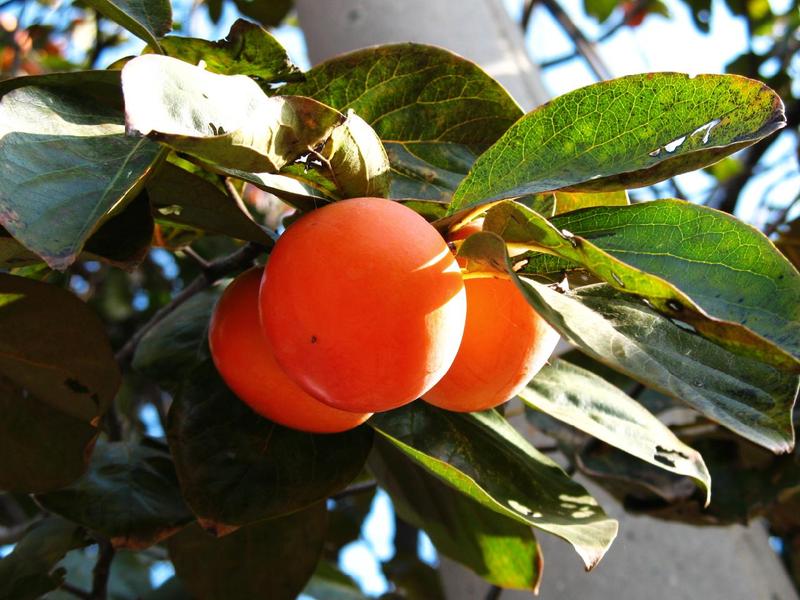 正宗台湾大金柿与阳丰脆柿,最好吃的柿子中华巨柿简介