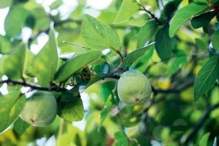 确认过口味!杭州人夏天最期待的味道,第一个我就服了