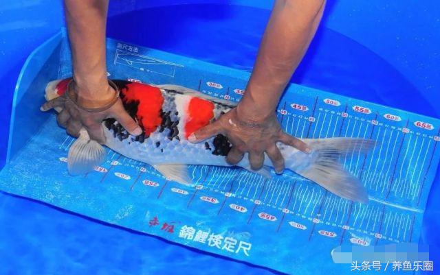 锦里距离宽窄巷子多远,锦里离宽窄巷子有多远