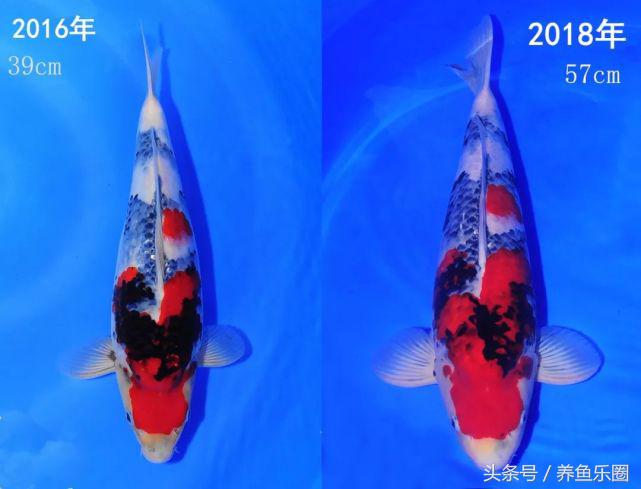 锦里距离宽窄巷子多远,锦里离宽窄巷子有多远