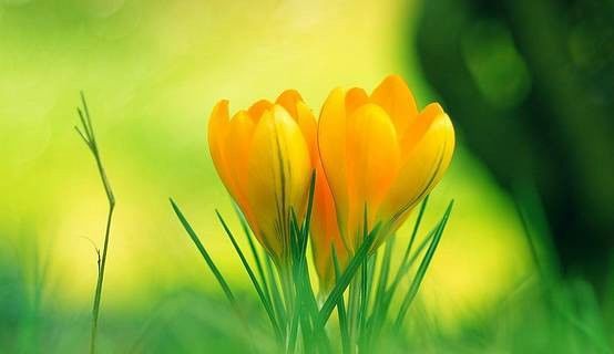 十二生肖招财风水局,十二生肖风水宜忌