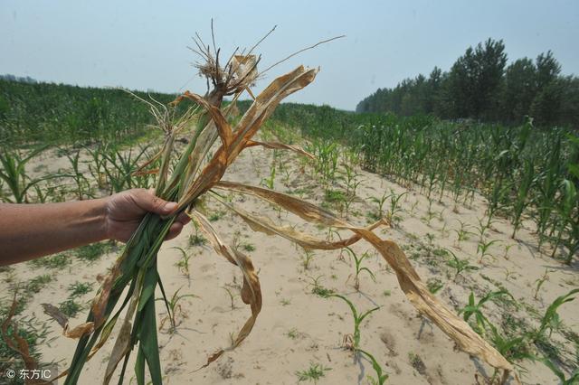 玉米刚施肥就下雨,玉米刚种上遇上大暴雨怎么办