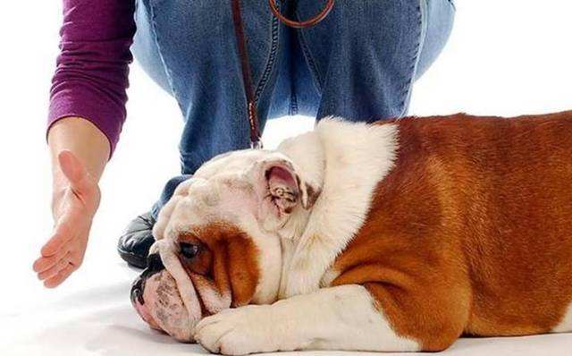 狗狗犯错怎么办教你如何正确训狗,狗狗不听话惩罚狗狗5个小办法