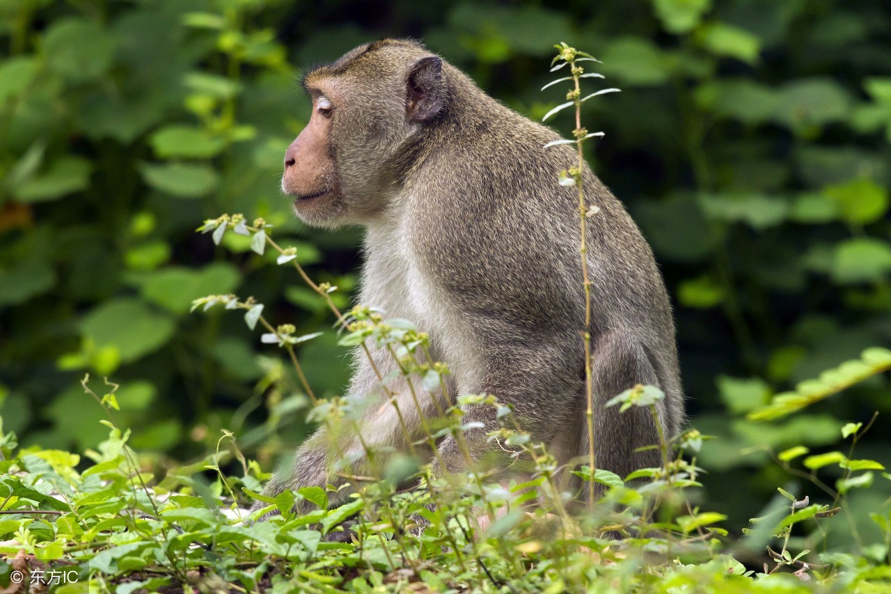 68年属猴人躲不过去的大难,1968属猴哪个月运气最好呢