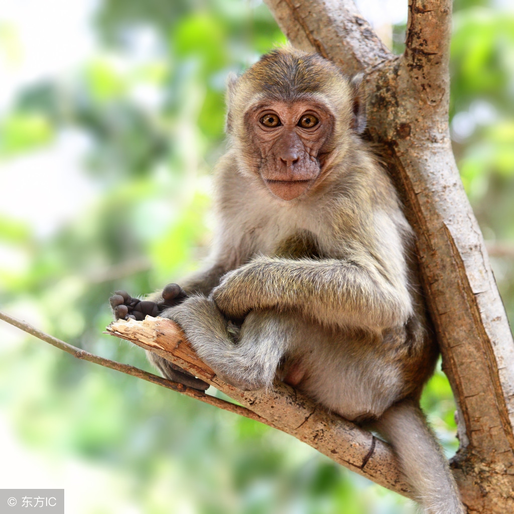 68年属猴人躲不过去的大难,1968属猴哪个月运气最好呢