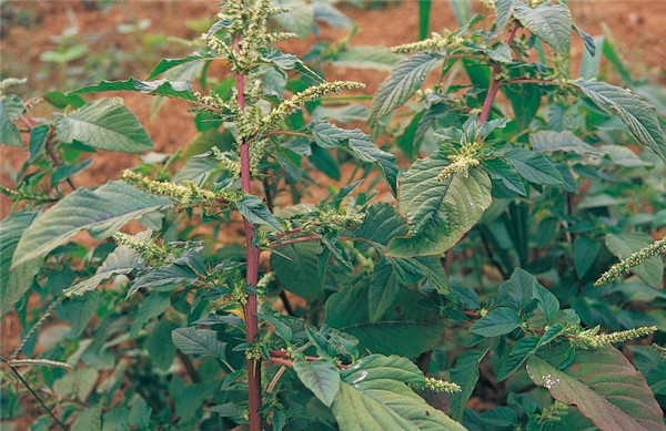 这种野菜千万别吃了,这种野菜你认识吗
