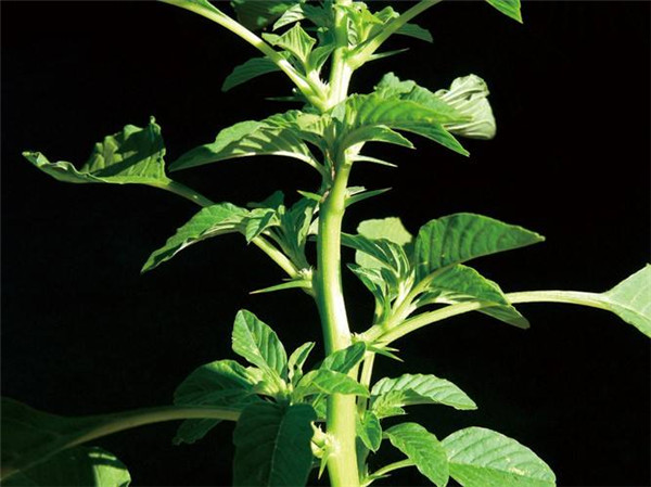 这种野菜千万别吃了,这种野菜你认识吗