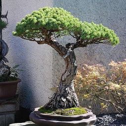 黑松盆景拥有顽强的生命力,黑松小苗制作黑松盆景