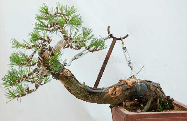 黑松盆景拥有顽强的生命力,黑松小苗制作黑松盆景