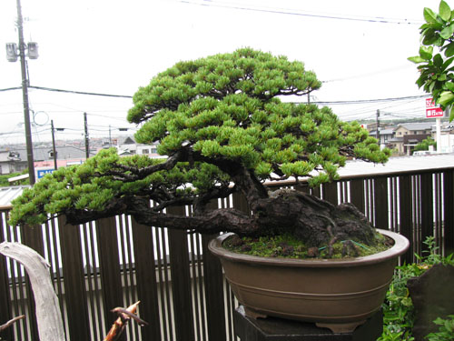 黑松盆景拥有顽强的生命力,黑松小苗制作黑松盆景