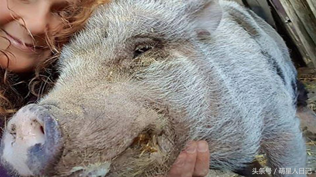 瀹犵墿鐚殑鐪熷疄鏁呬簨,瀹犵墿鐚儗鍚庣殑鏁呬簨