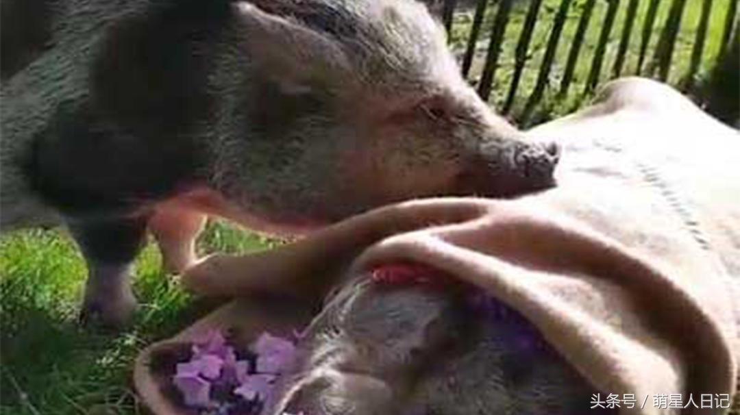 瀹犵墿鐚殑鐪熷疄鏁呬簨,瀹犵墿鐚儗鍚庣殑鏁呬簨