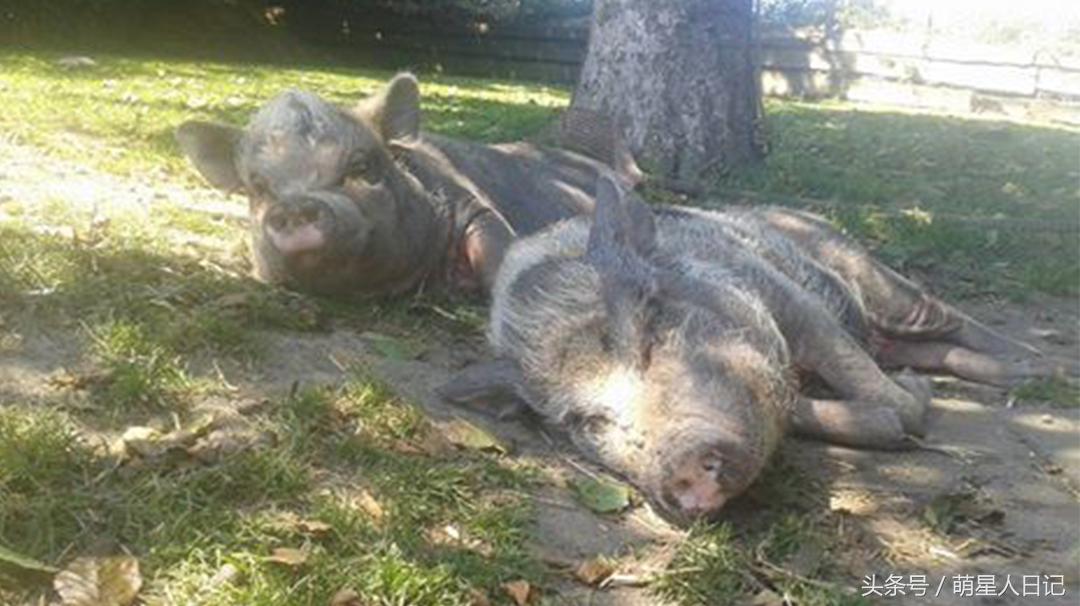 瀹犵墿鐚殑鐪熷疄鏁呬簨,瀹犵墿鐚儗鍚庣殑鏁呬簨