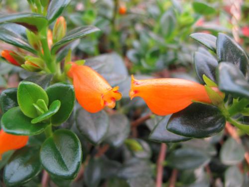 金鱼吊兰如何才能养得枝繁叶茂,金鱼吊兰怎么养才能养得茂盛