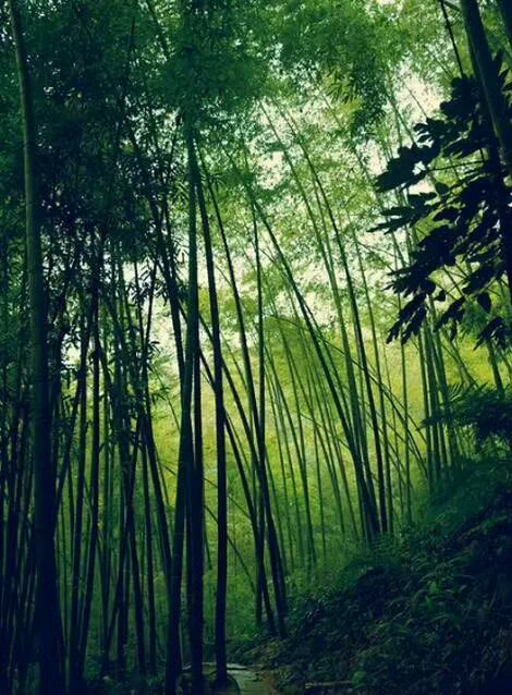 三年级语文上册句子变换练习,小学语文拓展句子练习