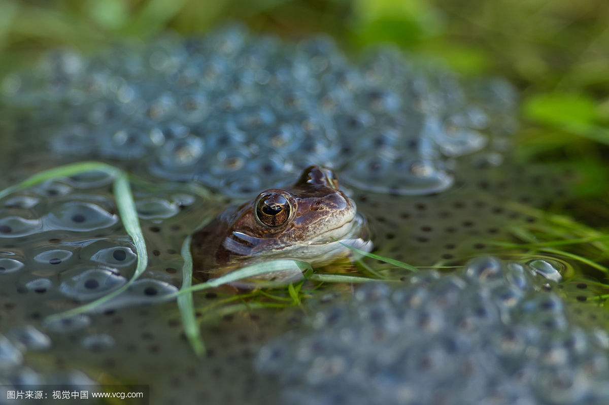 小蛙爱科学解说,小蛙爱科学大揭秘