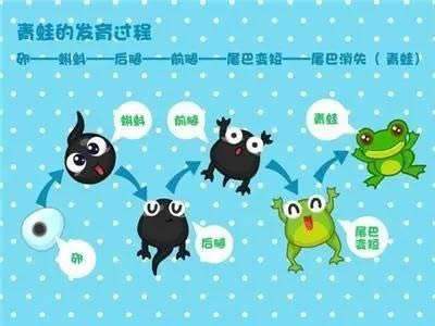 小蛙爱科学解说,小蛙爱科学大揭秘