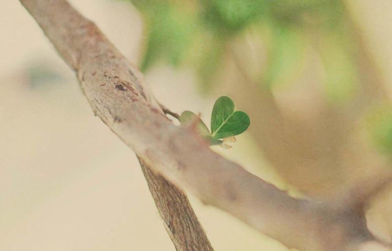 古诗词表白的诗句单句,古诗词表白爱意的句子有哪些