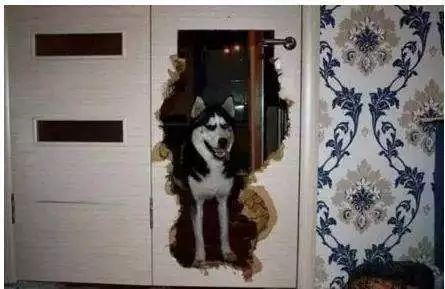 为什么哈士奇不具备攻击,为什么哈士奇不好驯服