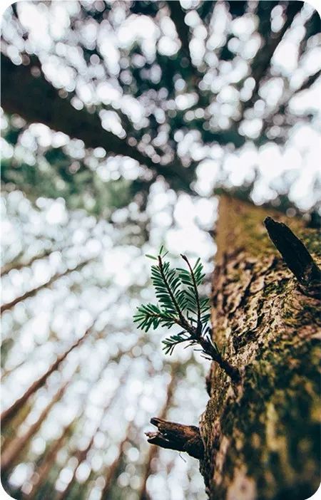 文字情人｜不要问我过得好不好，不好你帮不了，好也不是你的功劳