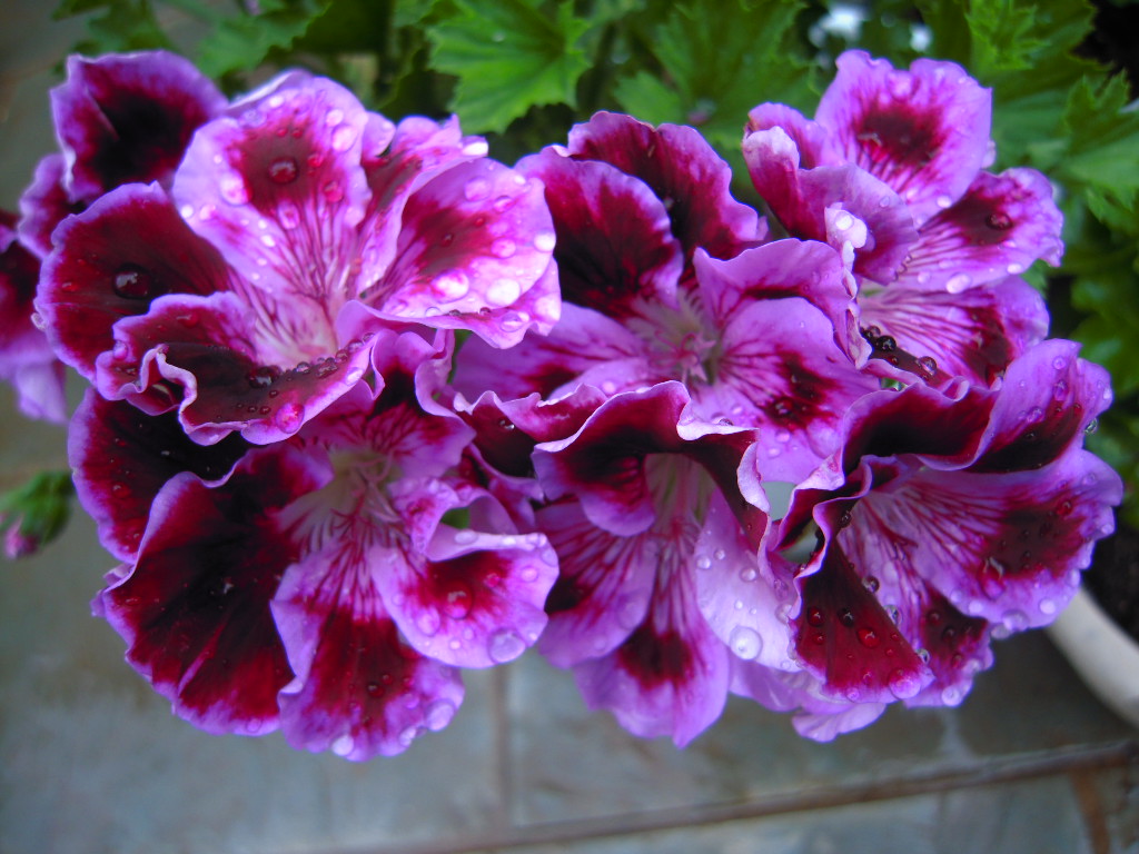 天竺葵为什么不爱生虫,天竺葵为什么不发侧芽呢