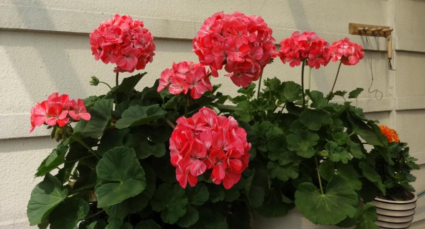 天竺葵为什么不爱生虫,天竺葵为什么不发侧芽呢