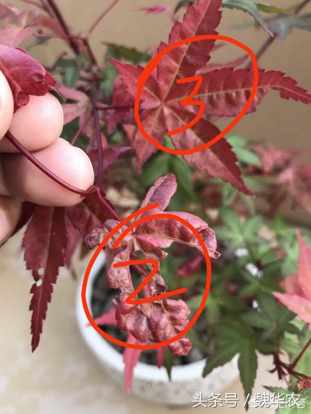 红枫盆栽有什么虫害,红枫盆景的养护和管理方法