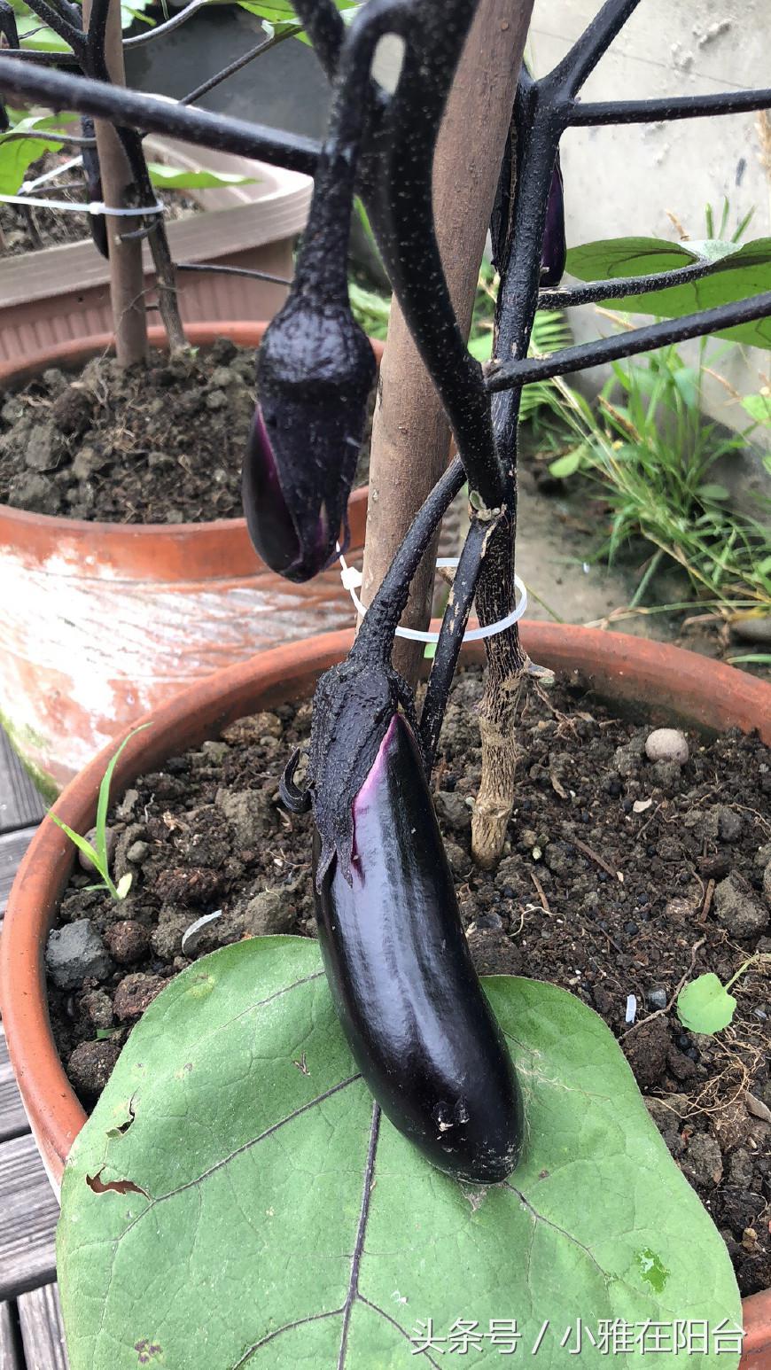 阳台种植蔬菜简单的小妙招家庭版,阳台种菜达人如何种菜