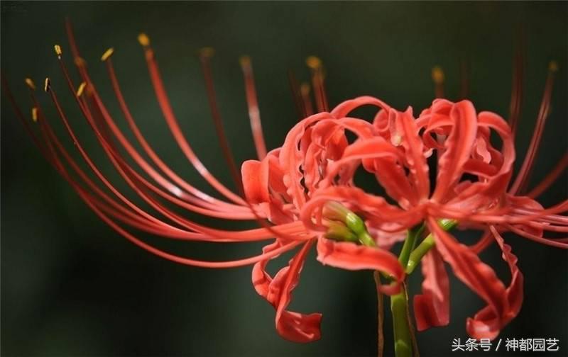 为什么曼珠沙华是死亡之花 (终有一日得见八百里黄泉曼珠沙华)