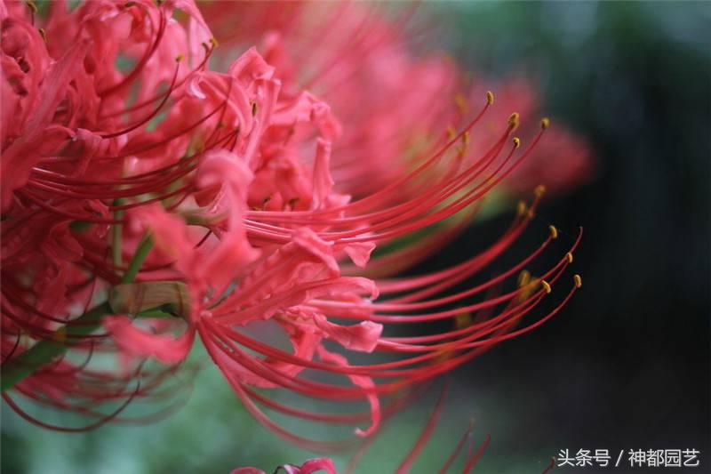 为什么曼珠沙华是死亡之花 (终有一日得见八百里黄泉曼珠沙华)